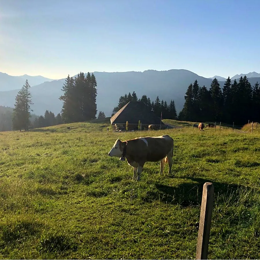 Mucca in un pascolo delle prealpi friburghesi di primo mattino