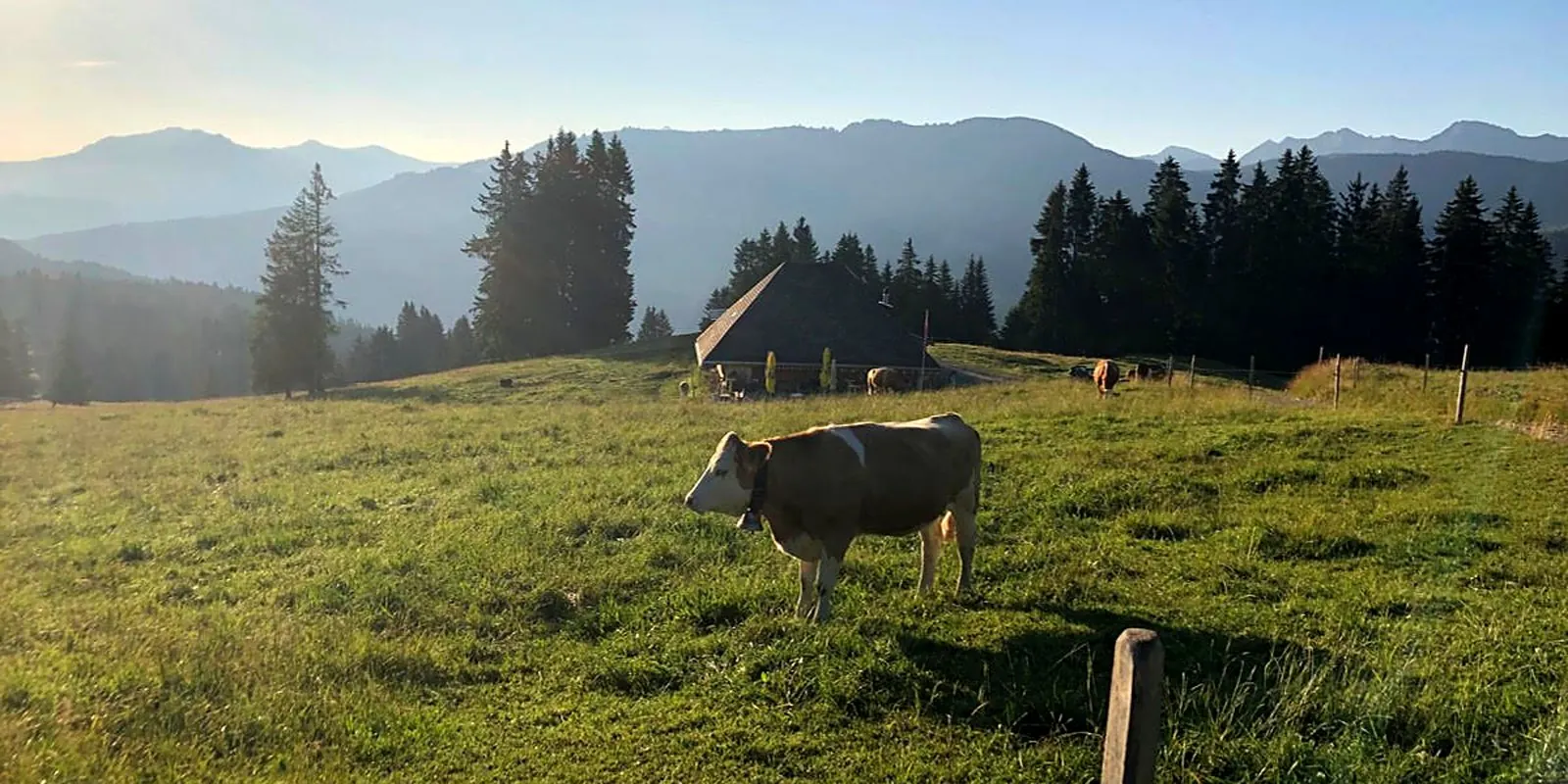 Pascolo delle prealpi friburghesi all'alba